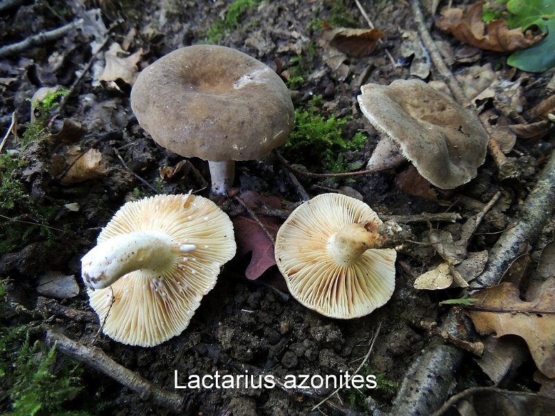 Lactarius azonites-amf1079.jpg - Lactarius azonites ; Syn: Lactarius fuliginosus var.albipes ; Nom français: Lactaire à pied blanc